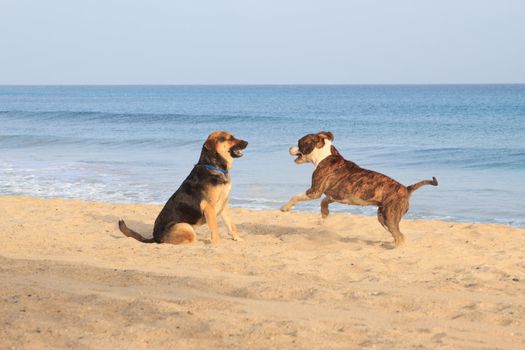 dogs running on the beach