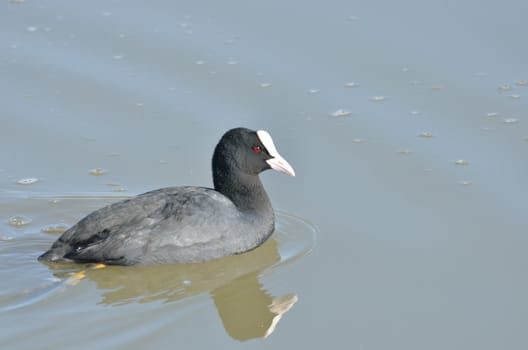 Coot in lake