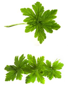 fresh green geranium leaf isolated on white background