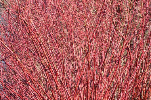 Close up of dogwood