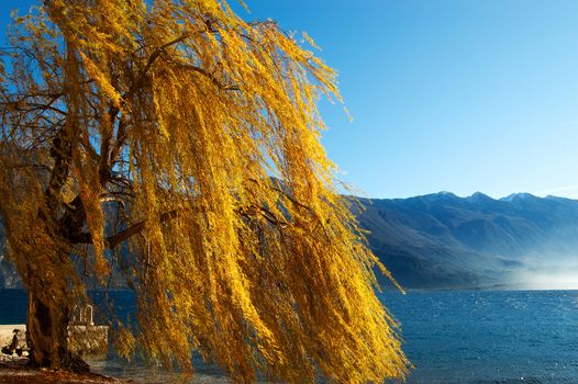 Weeping willow on the banks of a lake - Garda Lake Italy