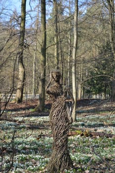 Figure of twigs in wood