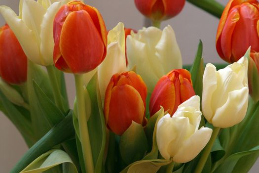 Colorful tulips in spring