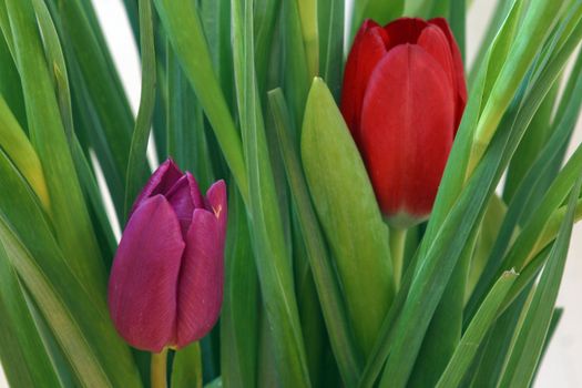 Colorful tulips in spring