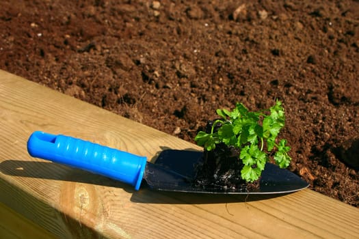 Ready to pot the plant in the garden