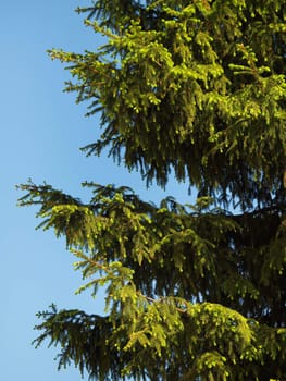 Fir-tree on blue sky background