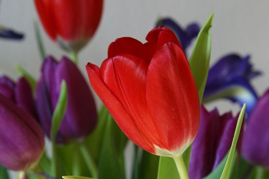 Colorful tulips in spring