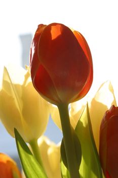 Colorful tulips in spring