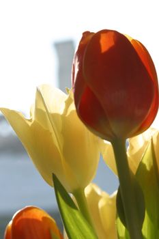 Colorful tulips in spring