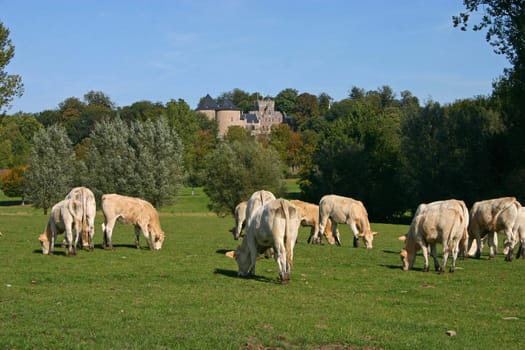 Some cows in the meadow before the castle of Gaasbeek
