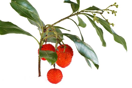 bunch of bayberry plant over white background