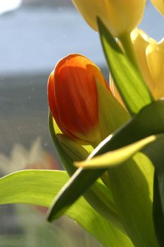 Colorful tulips in spring