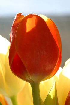 Colorful tulips in spring