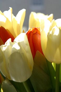 Colorful tulips in spring