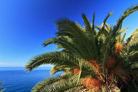 date palm tree withm fruits over Mediterranean sea