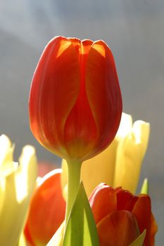 Colorful tulips in spring