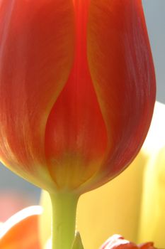 Colorful tulips in spring