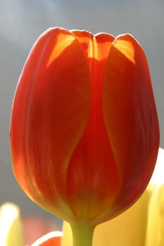 Colorful tulips in spring