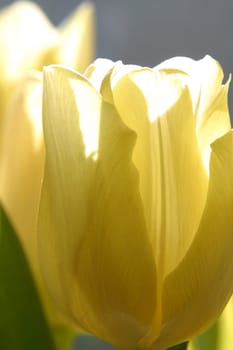 Colorful tulips in spring