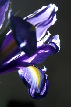 Sheets of Iris