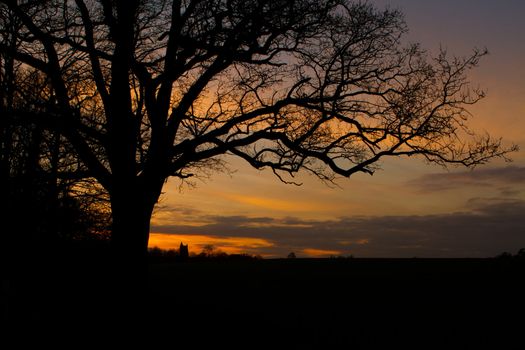 trees in a countryside scene at sunset