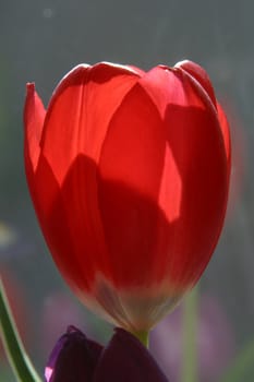 Colorful tulips in spring