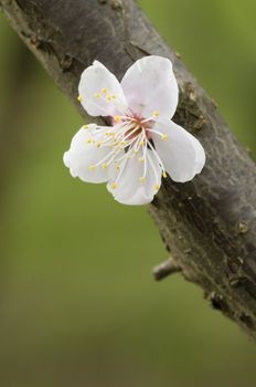 Close up of Japanese cherry blossom flower in Spring