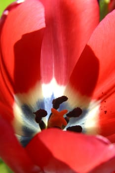 Colorful tulips in spring