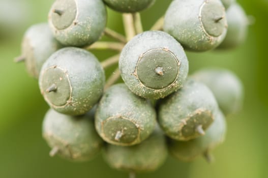 Leafes and fruit berries of Hedera ivy