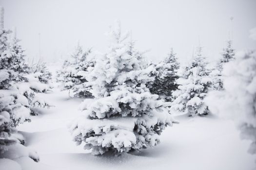winter trees on snow white background
