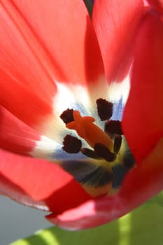 Colorful tulips in spring