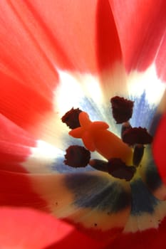 Colorful tulips in spring