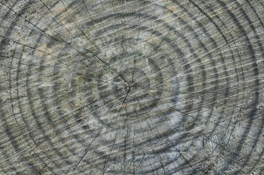 Detail of cut tree trunk with cracks and growing rings