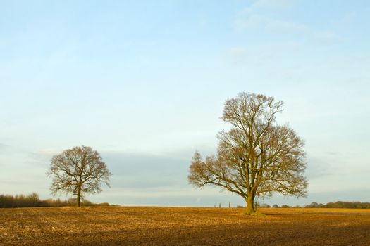 trees in a countryside scene at sunset