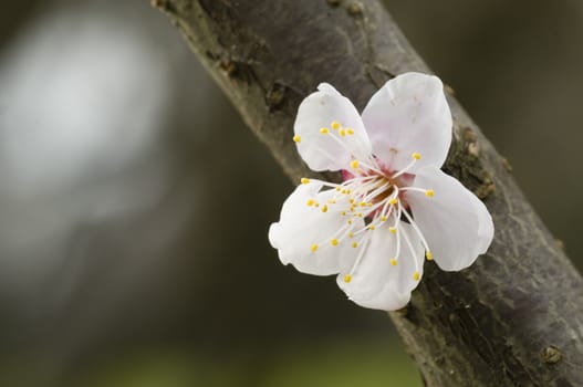 Close up of Japanese cherry blossom flower in Spring