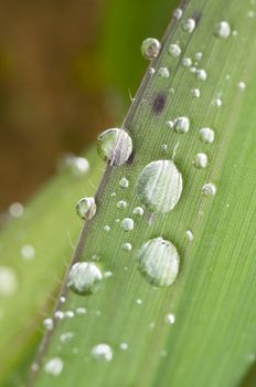 detail of dew drops on blade of grass