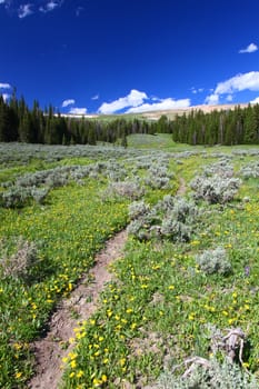 Single track trail through a prairie of the Bighorn National Forest of Wyoming.