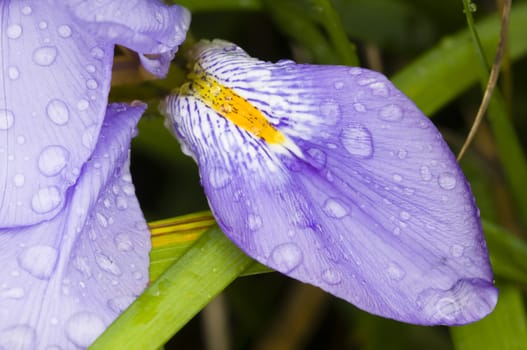 Dew drops on blue flower petals of Iris
