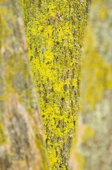 Yellow and green lichens on tree trunks