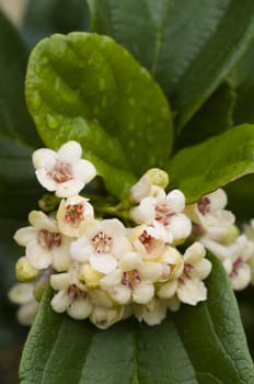 Small white flowers in full bloom under the raain