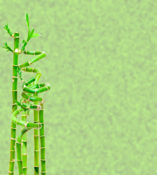 Lucky Bamboo Plant (Dracaena sanderiana), on light green abstract background