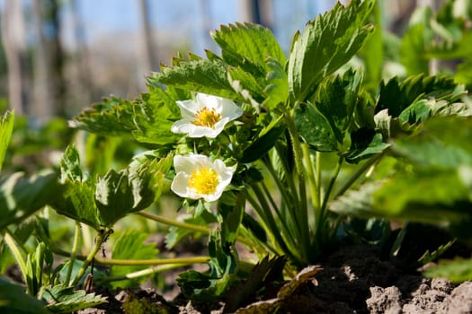 blooming strawberry in the vegetable garden