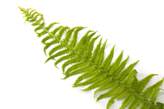 green leaf on a white background