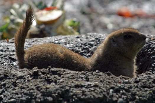 Meerkat Burrowing