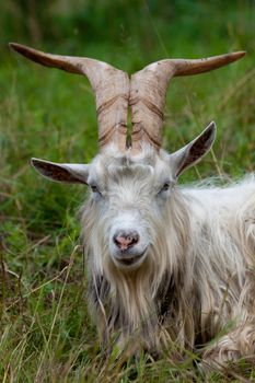 Portrait of goat goat with big horns in the countryside