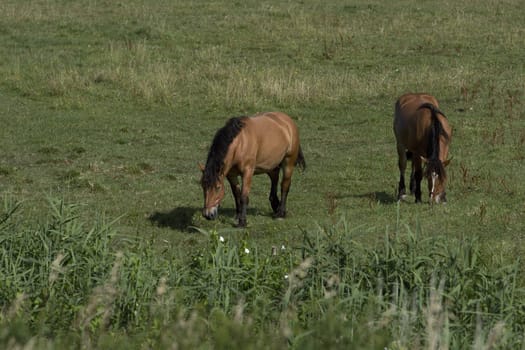 Horses are grazed on a meadow in Poland, Lubuskie near Gorzów Wielkopolski.