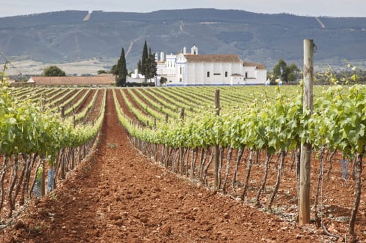 Vineyard in the fruit set season, Borba, Alentejo, Portugal