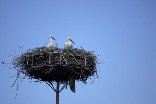 Stork Nest in Poland, Lubuskie.