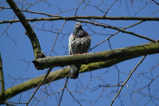 Dove