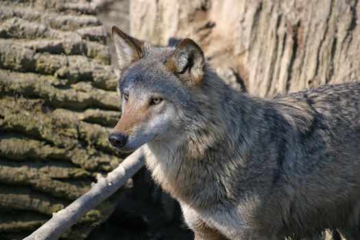 Wolf
